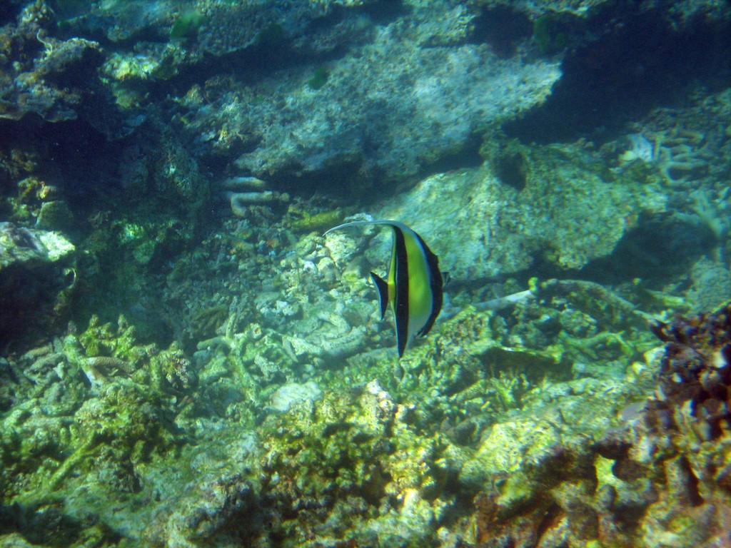 Reef & Marine Life